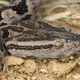 The Taiwan habu has venom glands that are rooted in a distant genetic past.